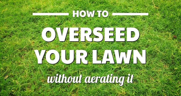 How to Overseed Lawn Without Aerating? - (6 Simple Steps)
