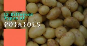 13 Different Types of Potato Varieties with Pictures - Igra World
