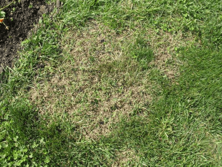 How to Fix Patchy Grass? Make your Lawn Awesome