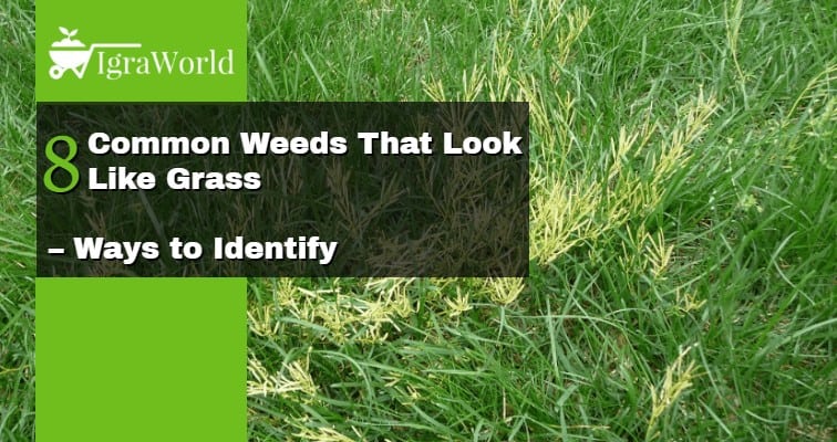 8 Weeds That Look Like Grass – Ways to Identify