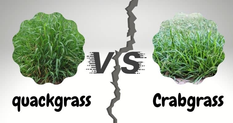 Quackgrass Vs Crabgrass 